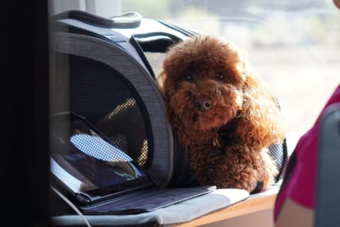Sac de transport pour chat ou petit chien, homologué cabine