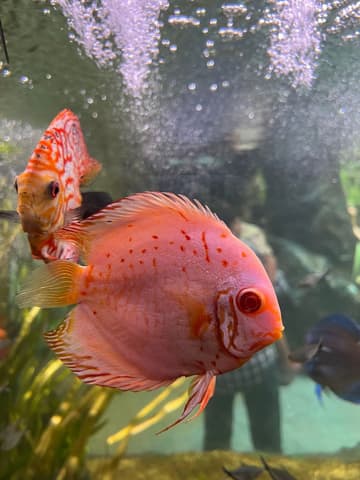 Aquarium 120 L complet avec meuble