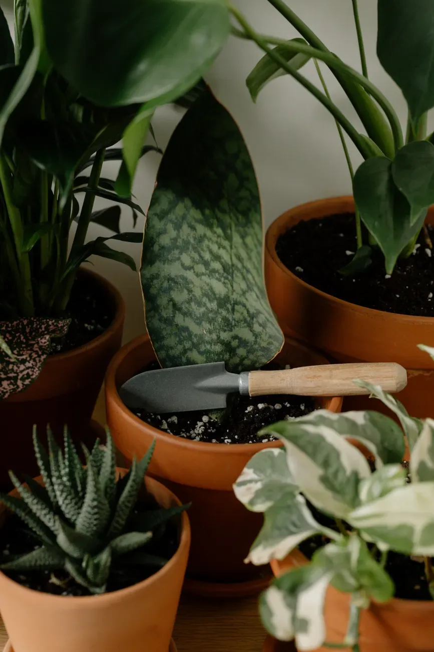 Plantes d'intérieur (lot de 4), monstera, pothos, ficus et pilea, en pot — photo 1 sur 2