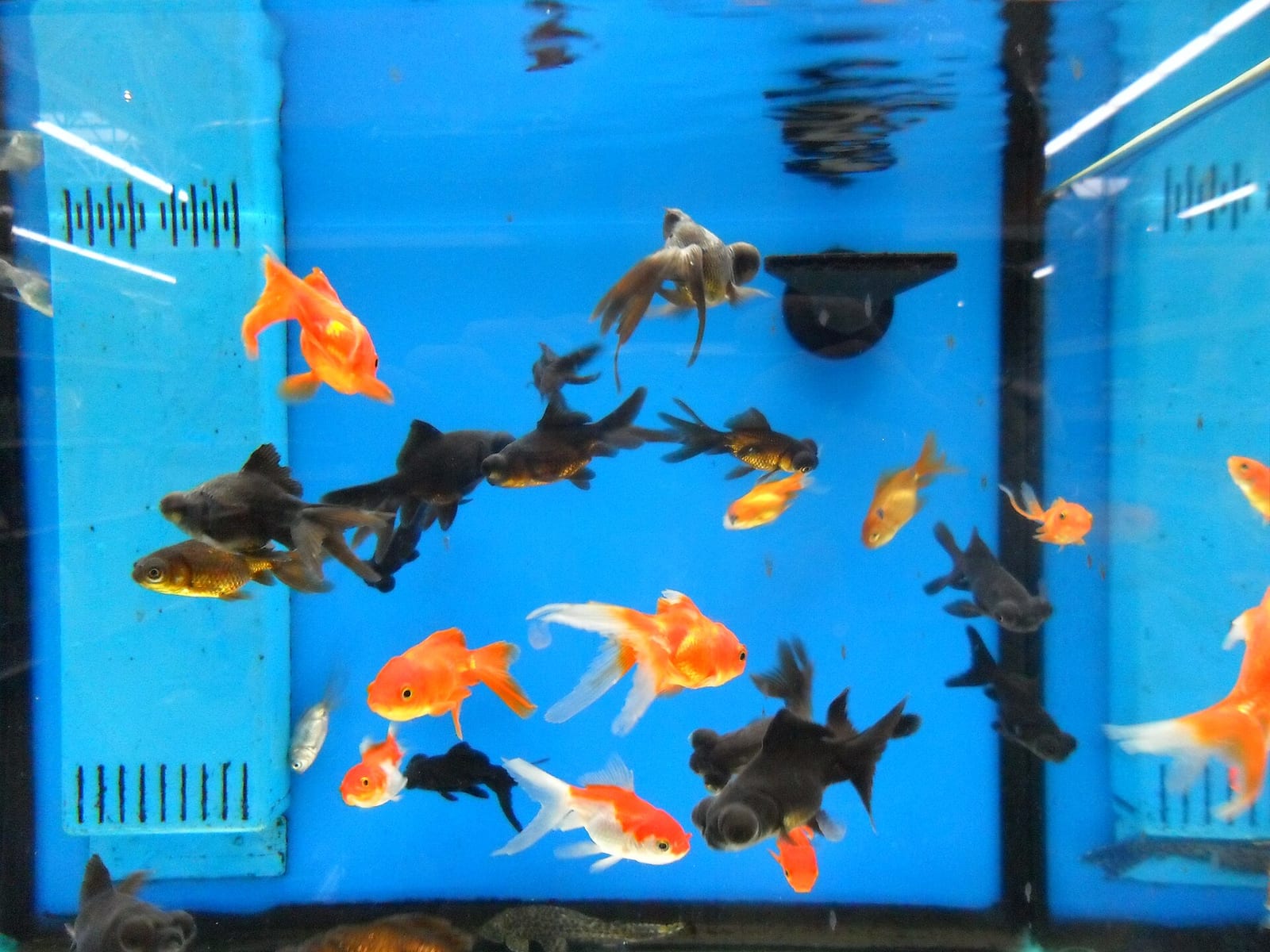 Aquarium 120 litres avec meuble, filtre et éclairage LED — photo 1 sur 3