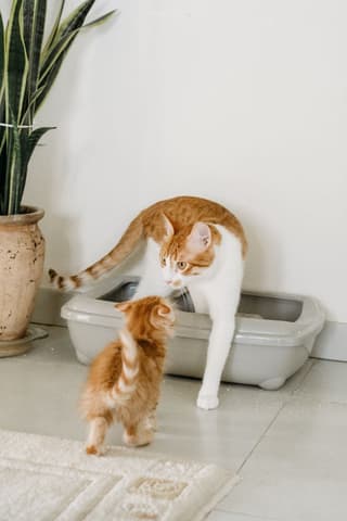Litière autonettoyante chat PetKit