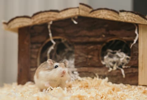 Cage hamster Savic 80 × 50 cm, avec accessoires