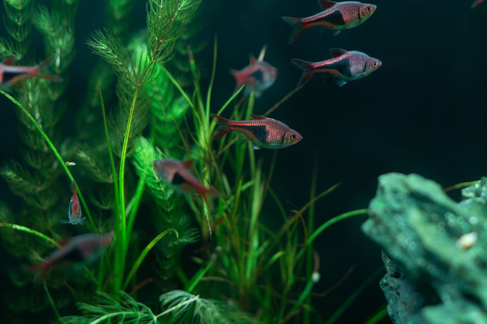 Aquarium 60 L complet avec meuble — photo 1 sur 2