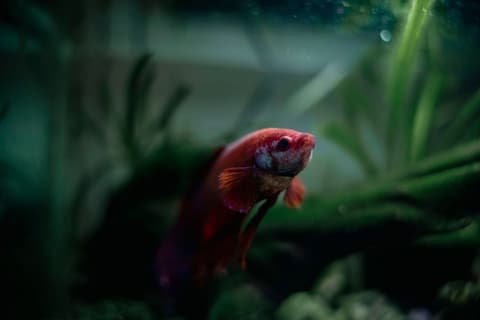Aquarium 180 L complet avec meuble
