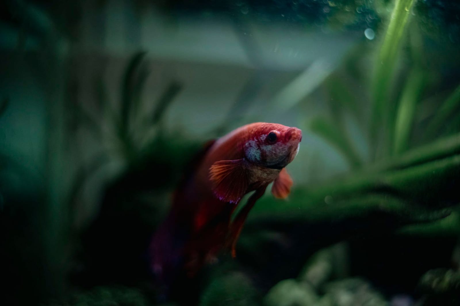 Aquarium 180 L complet avec meuble — photo 1 sur 2