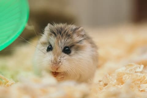 Cage hamster Savic 80 × 50 cm, avec accessoires