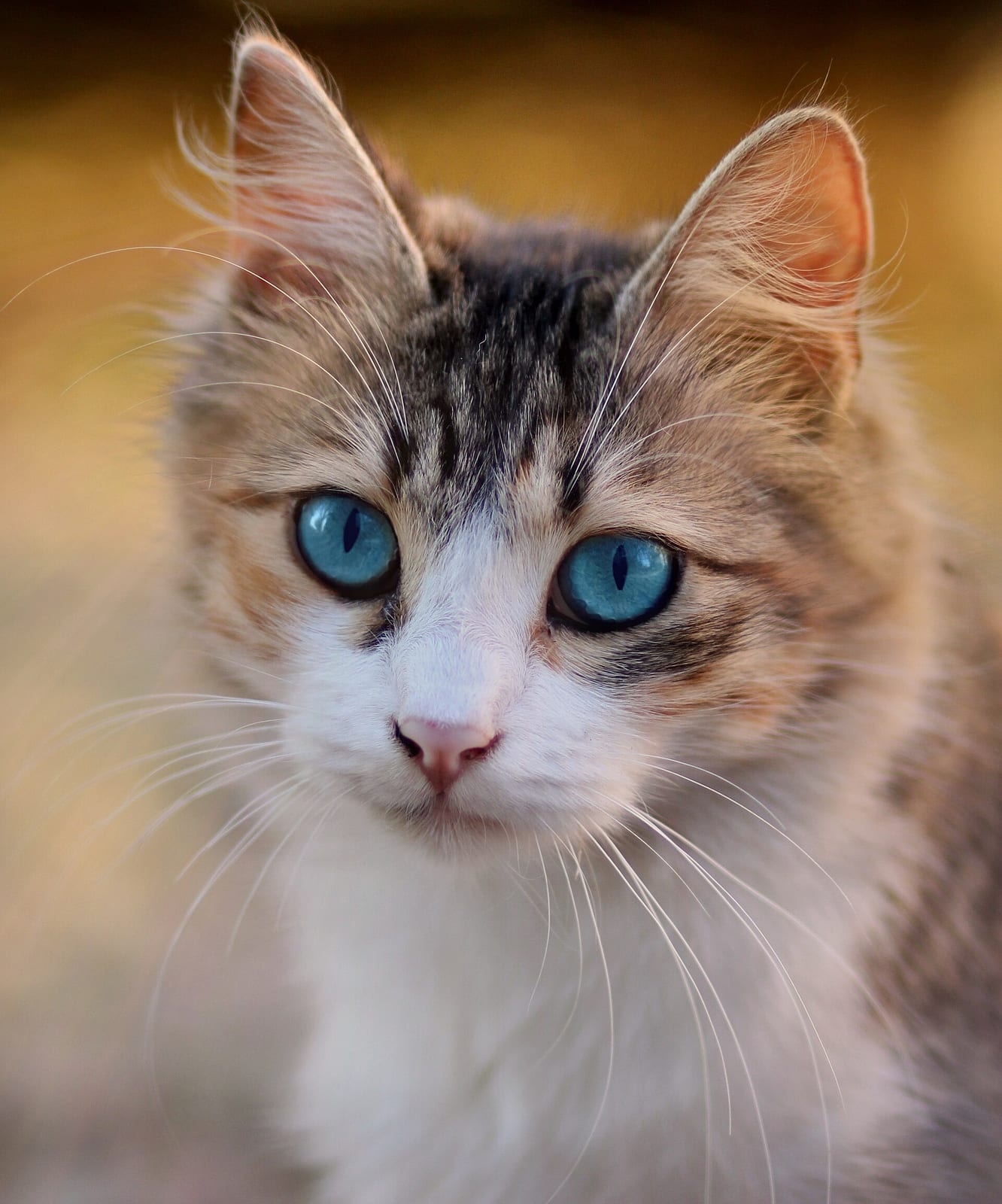 Garde de chats à domicile pendant vos vacances, Strasbourg — photo 1 sur 2