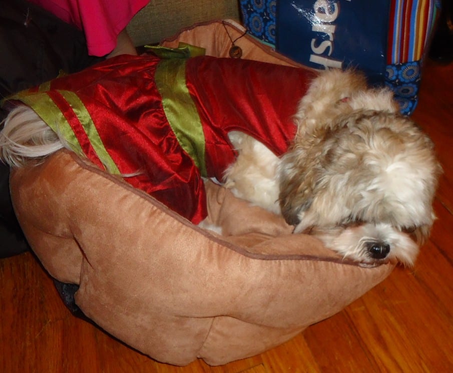 Panier pour chien taille L en tissu déhoussable — photo 1 sur 2