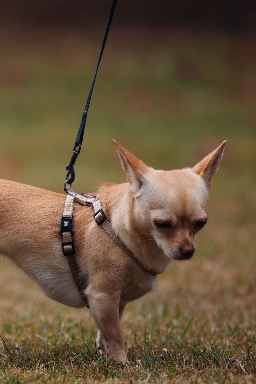 Harnais et laisse chien Julius-K9 M — photo 1 sur 3