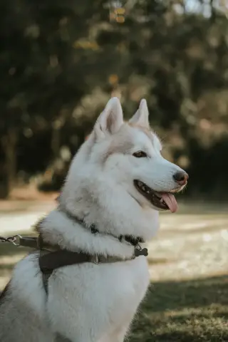 Harnais et laisse chien Julius-K9 M