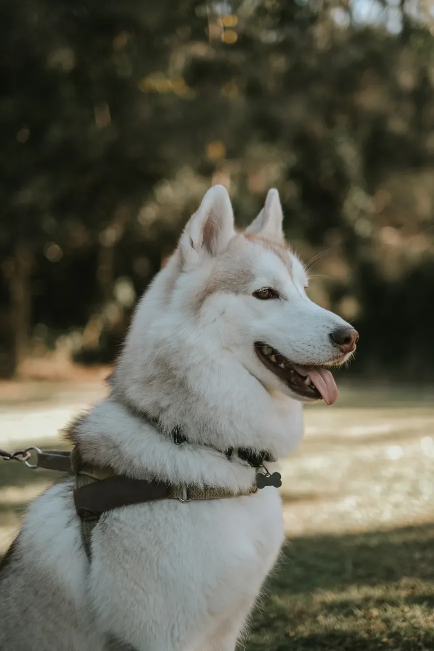 Harnais et laisse chien Julius-K9 M — photo 1 sur 2